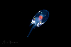 Squid - Ommastrephidae Family - Rhynchoteuthion Paralarva - Ilex species