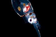 Squid - Ommastrephidae Family - Rhynchoteuthion Paralarva