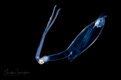 Squid - Paralarval Brachioteuthidae Family - Brachioteuthis species