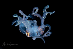 Squid - Sharpear Enope - Ancistrocheirus lesueurii
