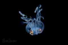 Squid - Sharpear Enope - Ancistrocheirus lesueurii
