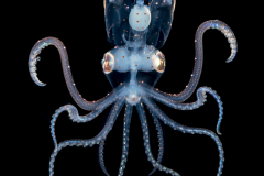 Squid - Sharpear Enope - Ancistrocheirus lesueurii