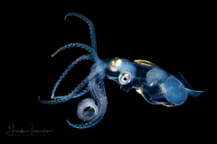 Squid - Sharpear Enope - Ancistrocheirus lesueurii