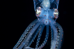 Squid - Sharpear Enope - Ancistrocheirus lesueurii
