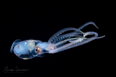 Squid - Sharpear Enope - Ancistrocheirus lesueurii