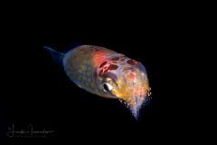 Inshore Squid - Doryteuthis sp.