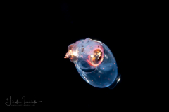 Tiny Squid
