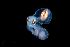 Tiny Longarm Octopus - Macrotritopus defilippi