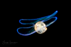 Veliger Larva of a Bivalve - Lasaeidae Family - Planktomya henseni