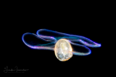 Veliger Larva of a Bivalve - Lasaeidae Family - Planktomya henseni