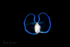 Veliger Larva of a Bivalve - Lasaeidae Family - Planktomya henseni