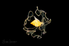 Veliger Larva of a Marine Gastropod