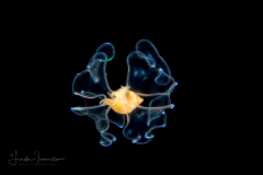 Veliger Larva of a Marine Gastropod