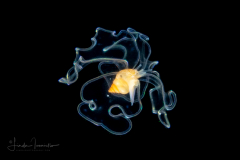 Veliger Larva of a Marine Gastropod