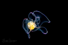 Veliger Larva of a Marine Gastropod