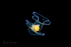 Veliger Larva of a Marine Gastropod