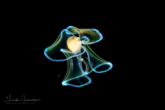 Veliger Larva of a Marine Gastropod