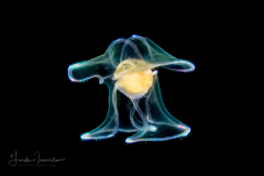 Veliger Larva of a Marine Gastropod
