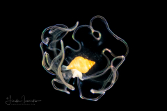 Veliger Larva of a Marine Gastropod