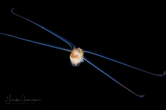 Veliger Larva of a Marine Gastropod