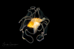 Veliger Larva of a Marine Gastropod