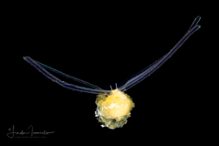 Veliger Larva of a Marine Gastropod