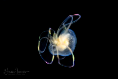 Veliger Larva of a Marine Gastropod