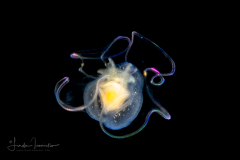 Veliger Larva of a Marine Gastropod