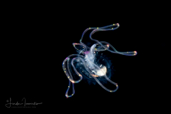 Veliger Larva of a Marine Gastropod
