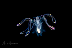 Veliger Larva of a Marine Gastropod