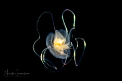 Veliger Larva of a Marine Gastropod