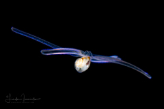 Veliger Larva of a Marine Gastropod