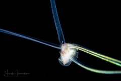 Veliger Larva of a Marine Gastropod
