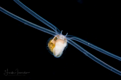 Veliger Larva of a Marine Gastropod