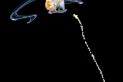 Veliger Larva of a Marine Gastropod