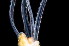 Veliger Larva of a Marine Gastropod