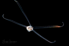 Veliger Larva of a Marine Gastropod
