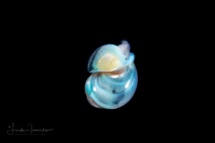 Veliger Larva of a Marine Gastropod