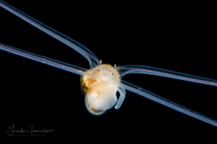Veliger Larva of a Marine Gastropod