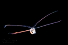 Veliger Larva of a Marine Gastropod