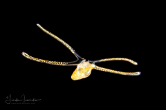 Veliger Larva of a Marine Gastropod