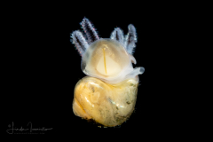 Veliger Larva of a Marine Gastropod