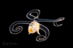 Veliger Larva of a Marine Gastropod