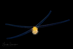 Veliger Larva of a Marine Gastropod