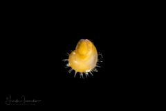 Veliger Larva of a Marine Gastropod