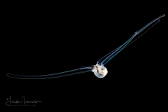 Veliger Larva of a Marine Gastropod