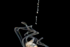 Veliger Larva of a Marine Gastropod