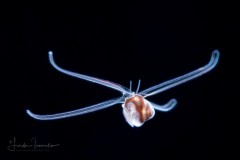 Veliger Larva of a Marine Gastropod
