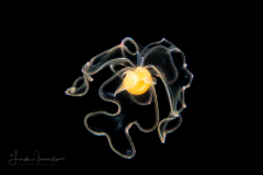 Veliger Larva of a Marine Gastropod