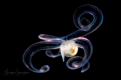 Veliger Larva of a Marine Gastropod